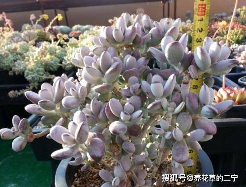 乒乓福娘配土方法与种植土壤，如何调配最佳土壤配比和掌握种植技巧