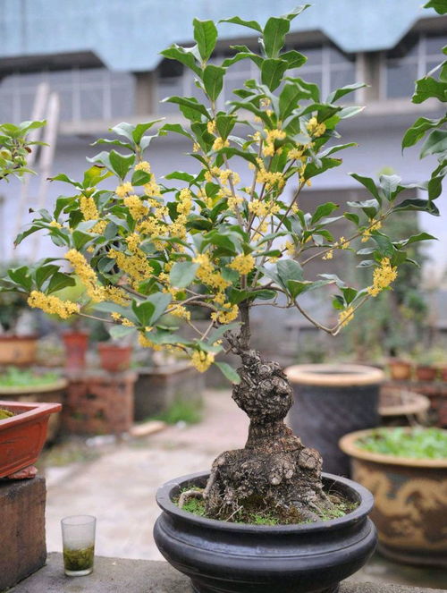 桂花种植首选大盆，空间更佳！