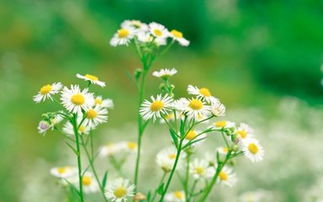 洋甘菊繁殖， 不止一种方法