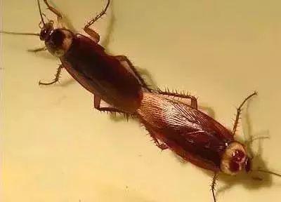 蟑螂， 那个让人头疼的小家伙