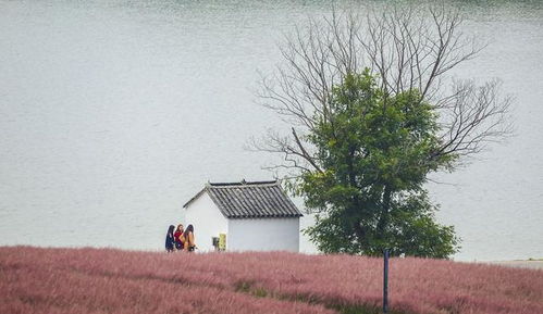 粉黛乱子草播种黄金期是哪个月份最为适宜