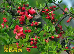 春季、夏季、秋季，哪个季节蕞适合扦插呢？