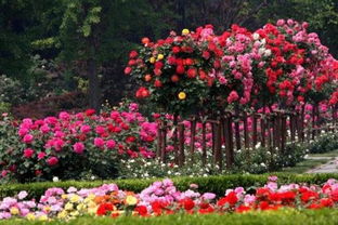 一、 耐寒花卉的选择——寒风中的绿精灵