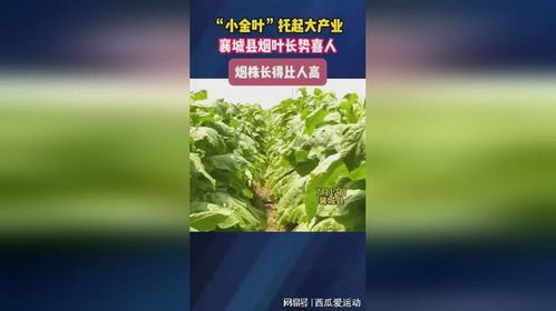 绿色防控：减少农药残留， 保障健康