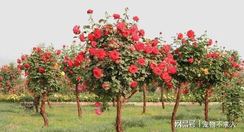 实地考察，堪堪环境