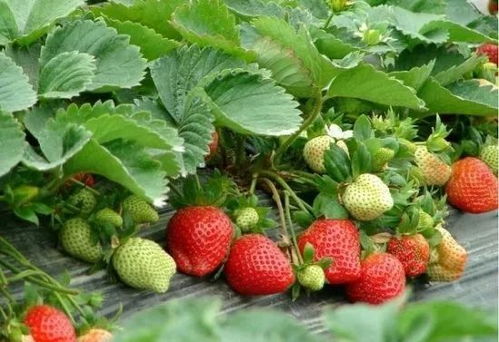 杨梅：临海的特色果品