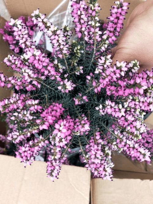 猫尾红：攀援的美丽