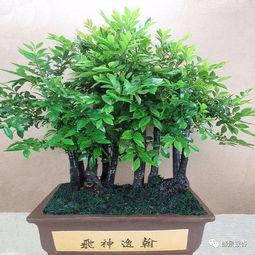 小叶紫檀养护指南：轻松掌握其养殖技巧，打造完美绿植！