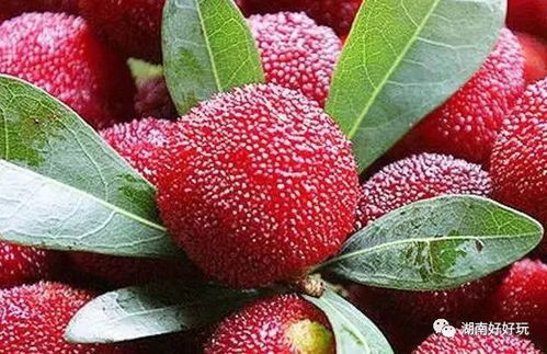 水浸催芽，唤醒沉睡的种子