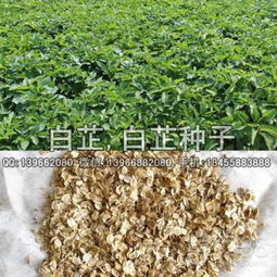 第二步：吹一吹， 杂质全飞了