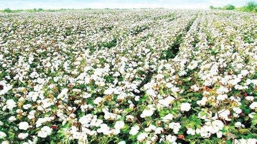 乡间歌声里的深意