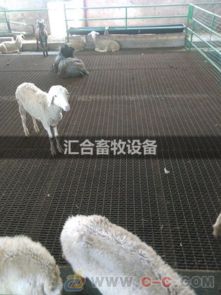 养殖基地播放高雅音乐，提升生猪口感品质