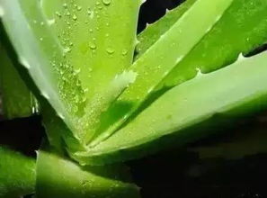 芦荟的阳光之谜：为什么芦荟不怕晒