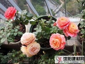 花儿的节日派对：Fiesta Terrazza的简介