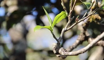 如何分株山马茶？简述分株技巧