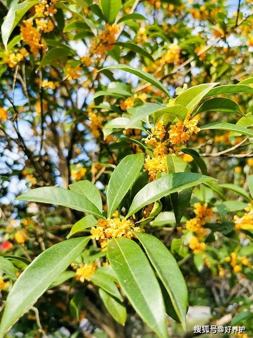 庭院门口栽桂花树最旺宅？这几种树好看又吉利