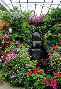 地被植物：长春花， 耐阴又喜阴的夏季好伙伴