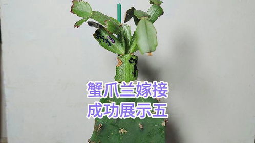 仙人掌接蟹爪兰，如何让两种植物完美融合