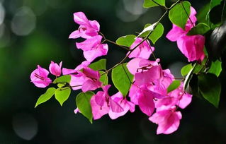 三角梅养护秘籍：七招让你养出开花机器！