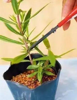 养花必看！花卉病虫害防治攻略，轻松应对！