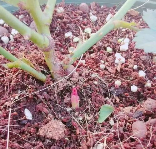 施肥那些事儿， 养分充足花儿笑