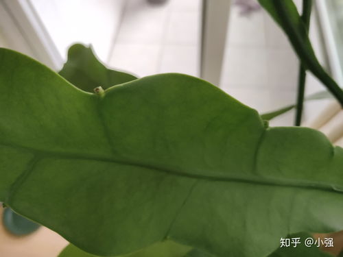 养护要点， 让你轻松养活