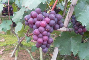 巨峰葡萄幼果期病虫害防治，你了解多少？