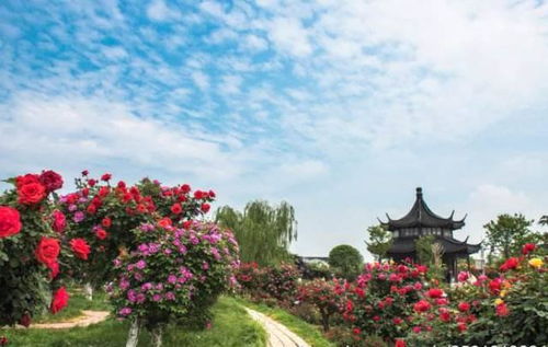 南阳月季：大自然的奇妙结晶