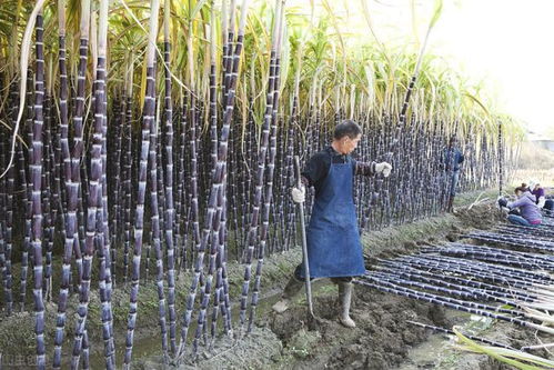 甘蔗施肥：生长期每月一次