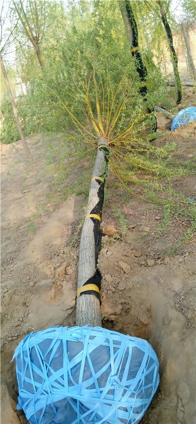 金丝垂柳的观赏价值