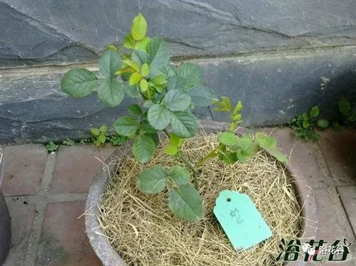 月季修剪：春季月季修剪时间、中度修剪方法及各类月季修剪程度如何把握？