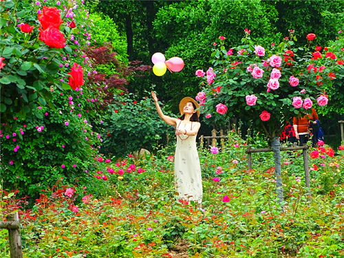 特色月季引人注目