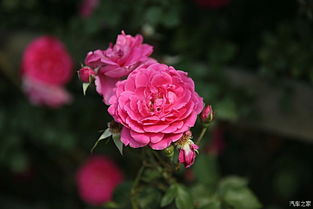 月季花与爱情的传说