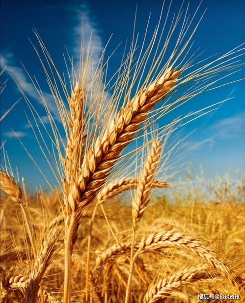 壳寡糖功Neng性农药， 缓解干旱