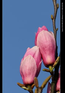 紫玉兰树移栽，提高成活率的秘诀在这里！