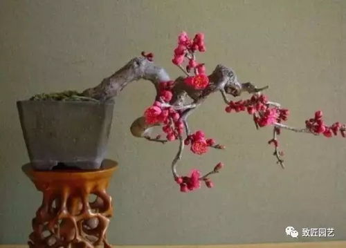 直杆梅花盆景制作，如何巧妙嵌入核心关键词