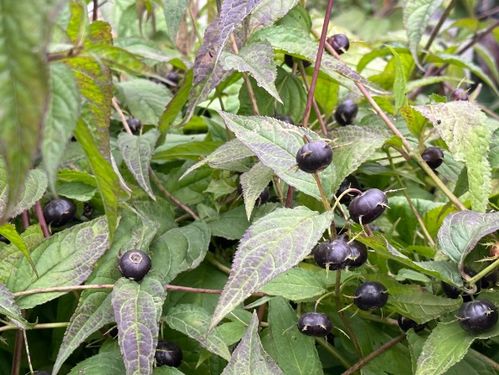 沙质的微酸性土是真爱