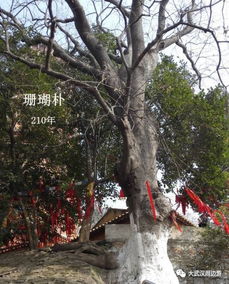 寿命：千年古树的见证