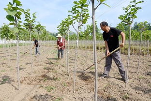 精准扶贫， 实现生态与经济双赢
