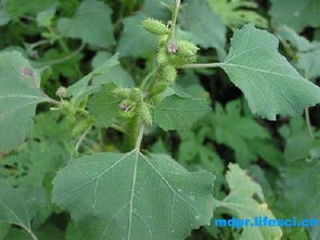 产地与成本分析