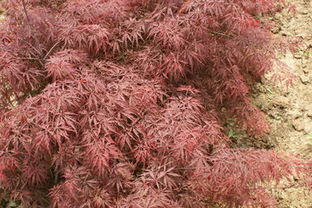 石榴红羽毛枫，那红得耀眼的小树