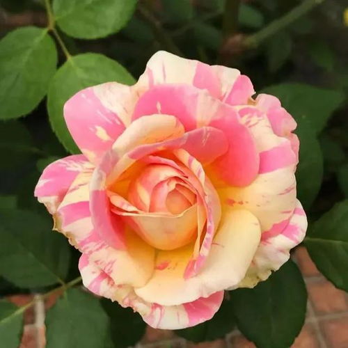 红色月季， 风情万种