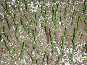 注意事项， 你听好了