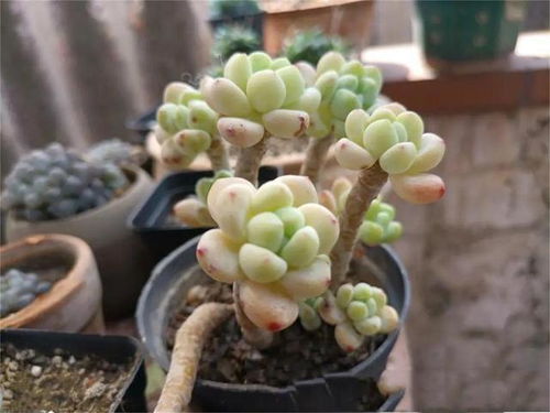 土壤要讲究， 排水透气是关键