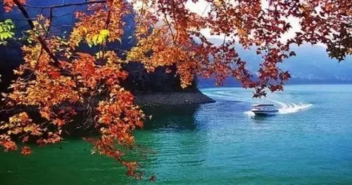 流溪河国家森林公园：梅林飘香