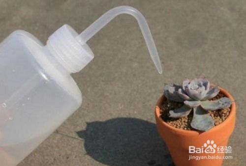 冬天多肉植物怎么养植？如何让它们安全过冬