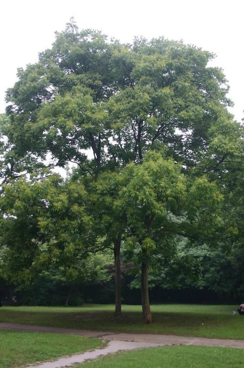 无患子阳光生长，速成爆款树！