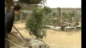 用途不同：地柏和真柏的使命