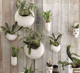 阳光充足的阳台或院子里这些耐热植物不Neng少