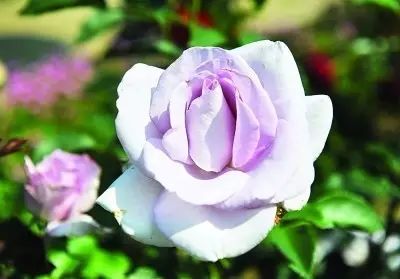 种植季节大揭秘